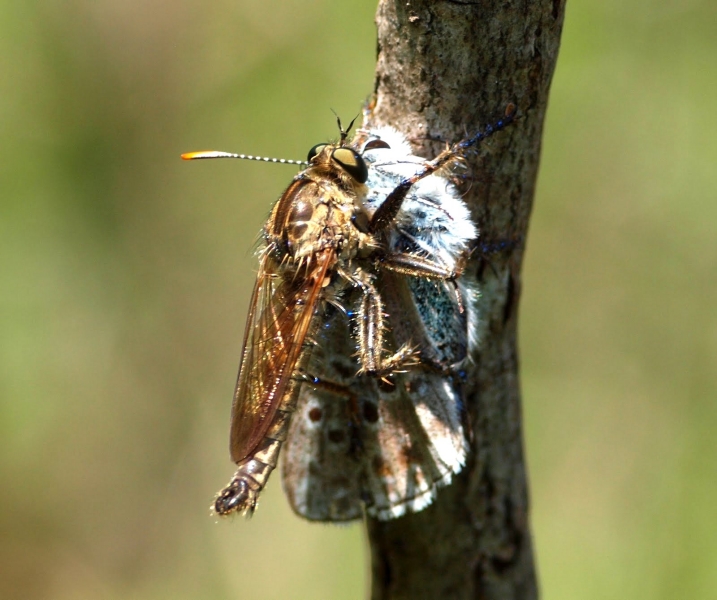 Predatori di farfalle